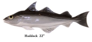Haddock