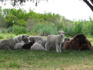 Ovelhas