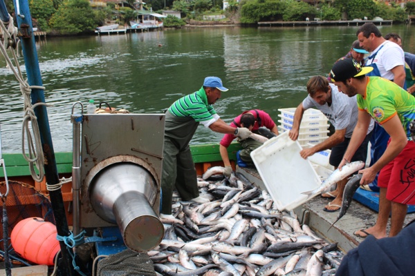 Barco Pesca Brasil descarregando as tainhas na Barra da Lagoa